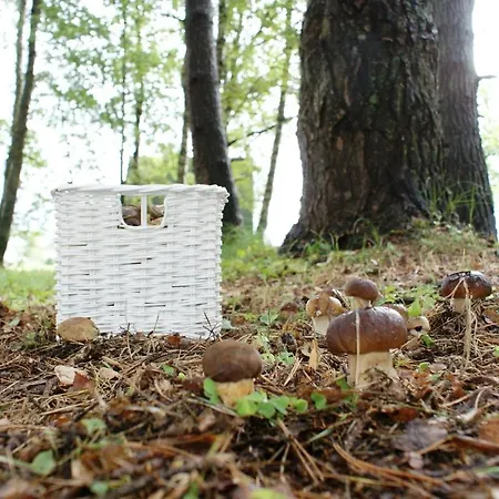 Piastogrod 2 ロッジ