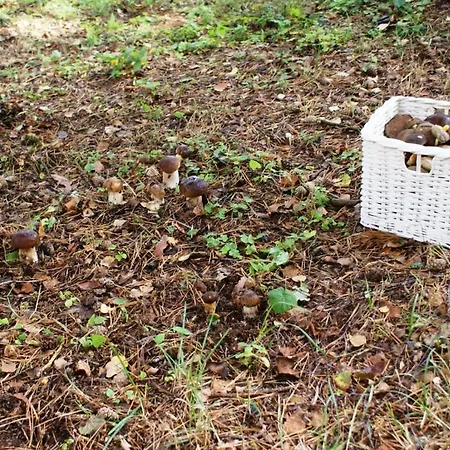 Piastogrod 2 Lodge *